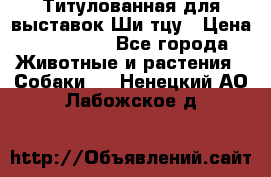 Титулованная для выставок Ши-тцу › Цена ­ 100 000 - Все города Животные и растения » Собаки   . Ненецкий АО,Лабожское д.